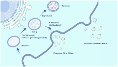 Extracellular Vesicles in Non-alcoholic Fatty Liver Disease and Alcoholic Liver Disease